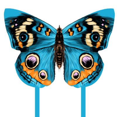 2405 Peacock blue butterfly kite
